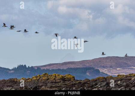 Nonnengans (Branta leucopsis), Isle of Skye Schottland, Vereinigtes Königreich Stockfoto