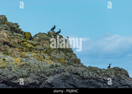 Kormorane (Phalacrocorax carbo) und Europäischen Shag (Phalacrocorax aristotelis) auf einem Felsen, Isle of Skye Schottland, Vereinigtes Königreich Stockfoto