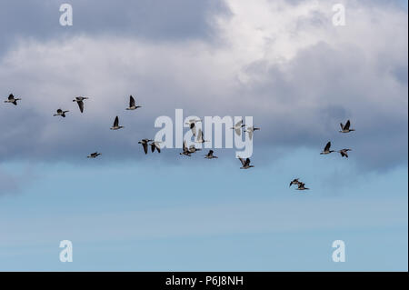 Nonnengans (Branta leucopsis), Isle of Skye Schottland, Vereinigtes Königreich Stockfoto