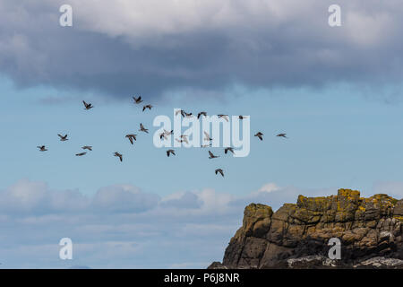 Nonnengans (Branta leucopsis), Isle of Skye Schottland, Vereinigtes Königreich Stockfoto