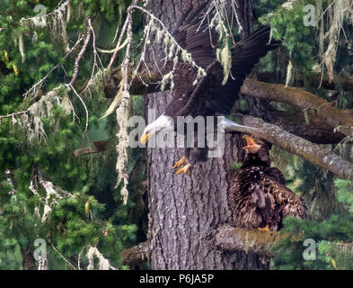 Elkton, Oregon, USA. 30. Juni, 2018. Ein erwachsener Weißkopfseeadler verlässt seinen Jungen auf dem Glied einer großen Douglas Fir Tree entlang der Umpqua River in der Nähe von Aschau im ländlichen Westoregon thront. Junge Adler bleiben in der Nähe ihrer Eltern für ca. 2 Monate in deren Schachtelung Gebiet, während Sie zu jagen und zu fliegen lernen. Credit: Robin Loznak/ZUMA Draht/Alamy leben Nachrichten Stockfoto
