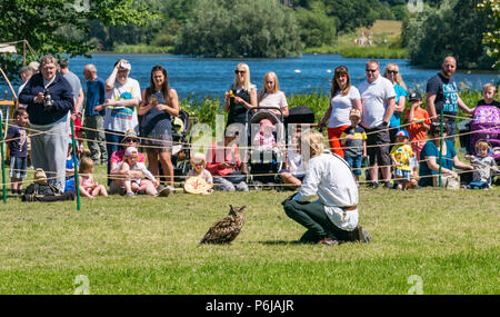 Ritterspiele und mittelalterliche Messe in Linlithgow Palace, Linlithgow, Schottland, Vereinigtes Königreich, 30. Juni 2018. Historische Umfeld Schottland tritt weg von ihrem Sommer Unterhaltungsprogramm mit einem fabelhaften Anzeige der Mittelalterlichen Ritterspiele auf dem Gelände des historischen Schlosses. Der Spaß für die ganze Familie Tag enthalten lebende Geschichte Camps, mittelalterliche Spiele, Handwerk, Bogenschießen, Falknerei. Strathblane Falknerei auf ein Display mit einem Uhu Stockfoto