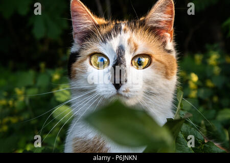 Adorable Kitty mit riesigen überrascht die Augen Stockfoto