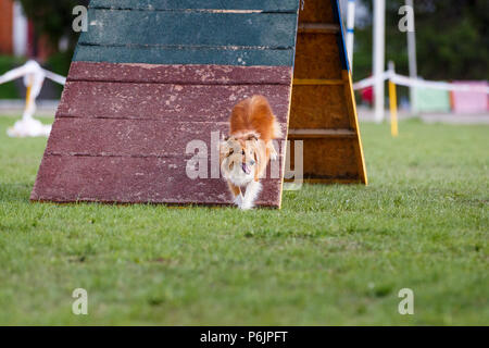 Shetland sheepdog von A-Frame Rampe in Agility Wettbewerb. Stockfoto