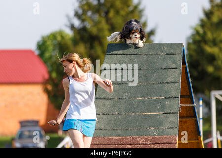 Cavalier King Charles Spaniel Klettern an der Spitze der A-Frame Rampe in Agility Wettbewerb. Stockfoto