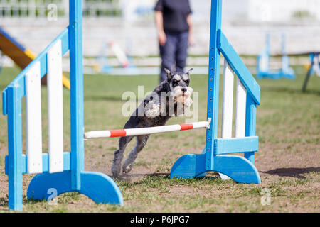 Zwergschnauzer Sprung über Hürde in Agility Wettbewerb. Stockfoto