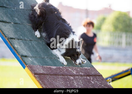 Border Collie von A-Frame Rampe in Agility Wettbewerb. Stockfoto