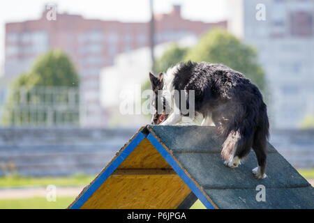 Border Collie von A-Frame Rampe in Agility Wettbewerb. Stockfoto