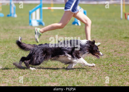 Border Collie mit Mädchen handler auf seinen Kurs in der Beweglichkeit. Abstrakte Hund sport Hintergrund Stockfoto
