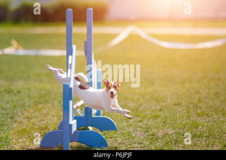 Jack Russell Terrier über Hürde in Agility Wettbewerb springen Stockfoto