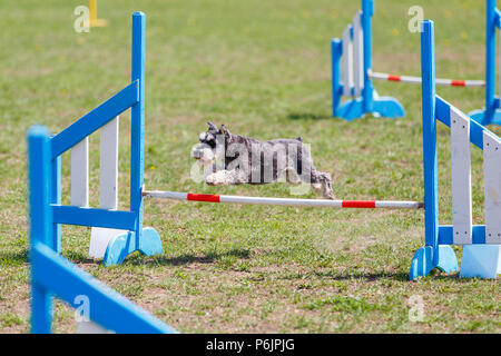 Mini Schnauzer Sprung über Hürde in Agility Wettbewerb Stockfoto