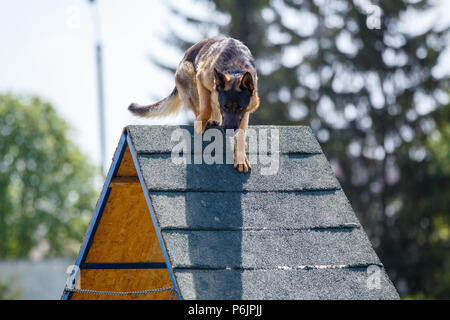 Deutscher Schäferhund von A-Frame Rampe in Agility Wettbewerb. Stockfoto