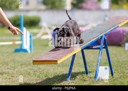 Kleiner Hund zu Fuß auf der Wippe Hindernis in Agility Wettbewerb Stockfoto