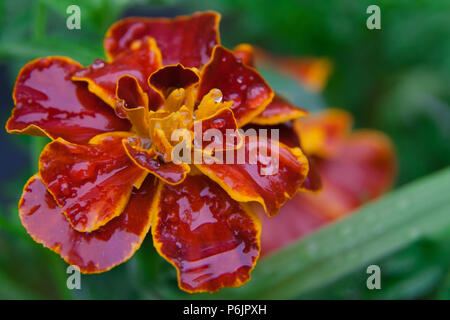 Blühende Ringelblumen lat. Tagetes Portrait in der Natur Stockfoto