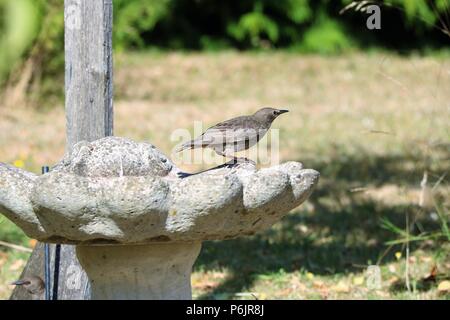 Starling Junge auf einem Stein vogelbad an einem sonnigen Tag Stockfoto