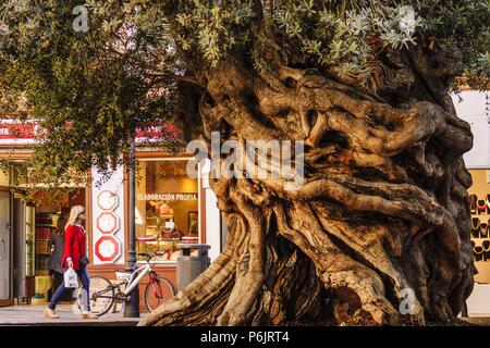 Olivo de Cort, Olea europaea var. Europaea, Palma, Mallorca, Balearen, Spanien, Europa. Stockfoto