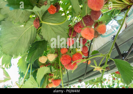 Erdbeeren wachsen und bereit, auf eine eigene Farm abholen. Erdbeeren wachsen auf erhöhten Plattformen durch eine aquaponics System bewässert. Stockfoto