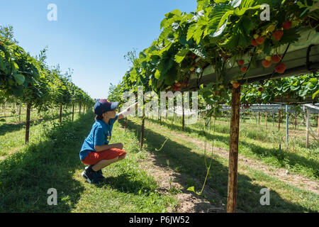 Ein Junge hockt und nimmt Erdbeeren auf einem wählen Sie Ihre eigene Farm an einem heißen Tag im Sommer. Stockfoto