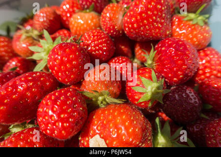 Eine Nahaufnahme von reifen roten Erdbeeren. Stockfoto