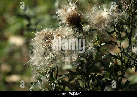 Samenverbreitung der Distel Pflanze Stockfoto