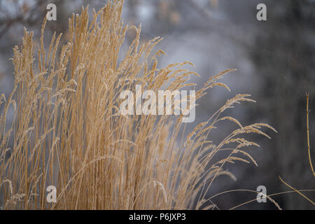 Goldene Gräser auf einem grauen Wintertag links von der Mitte. Stockfoto