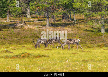 Rentier, die Beweidung von Moor am Waldrand Stockfoto