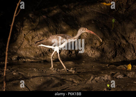 Unreifen weißen Ibis, Eudocimus Albus, am Ufer des Rio Grande, Pazifikküste, Provinz Cocle, Republik Panama. Stockfoto