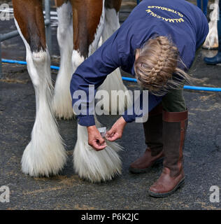 Frau pflege haare auf Huf von Clydesdale Horse. Royal Highland Show 2018, Ingliston, Edinburgh, Schottland, Großbritannien, Europa. Stockfoto