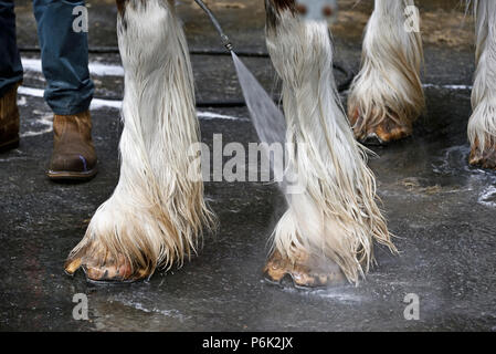 Waschen Hufe von Clydesdale Horse. Royal Highland Show 2018, Ingliston, Edinburgh, Schottland, Großbritannien, Europa. Stockfoto