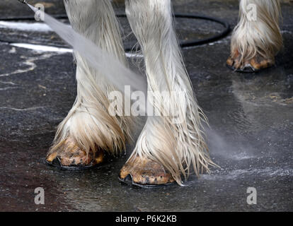 Waschen Hufe von Clydesdale Horse. Royal Highland Show 2018, Ingliston, Edinburgh, Schottland, Großbritannien, Europa. Stockfoto