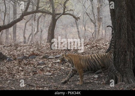 Tiger Kennzeichnung Gebiet in Ranthambore Indien Stockfoto