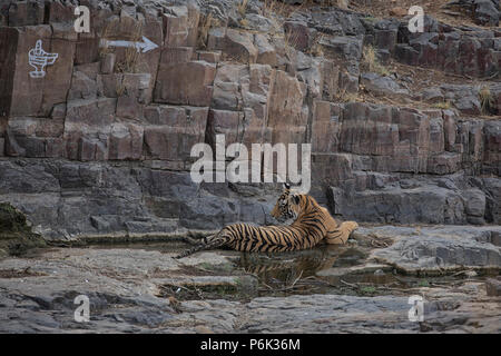Tiger Kennzeichnung Gebiet in Ranthambore Indien Stockfoto
