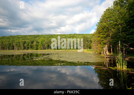 Springbrunnen State Park in der Nähe von Great Barrington, Berkshire County, Massachusetts, USA Stockfoto