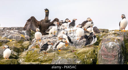 Papageientaucher saß auf Klippen von Farne Islands, Nevsehir, Northumberland, England Großbritannien Stockfoto