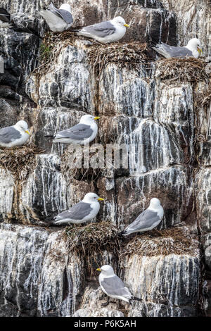 Dreizehenmöwen Verschachtelung auf die Farne Islands, Northumberland, England, UK, GB, Europa Stockfoto