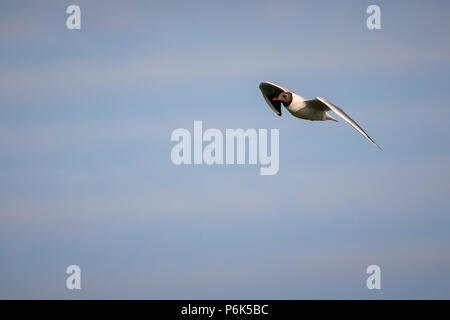 Schwarze Spitze Möwe im Flug Stockfoto