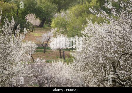 Almendros en Flor, S'Esglaieta, Esporlas, Mallorca, Balearen, Spanien, Europa. Stockfoto