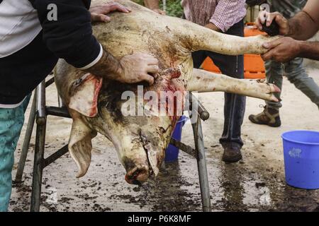 Limpieza del Tier, matanza Seleccion del Cerdo, Llucmajor, Mallorca, Balearen, Spanien. Stockfoto