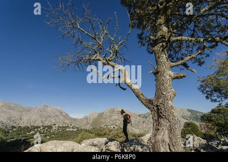 Puig Major 1436 Metros desde el Puig de Sa Cova des Carboner, 842 metros, Sierra de Tramuntana, Mallorca, Balearen, Spanien, Europa. Stockfoto