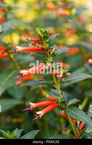 Zigarre Pflanze mit grünen Blättern und roten Blüten Stockfoto