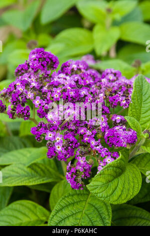 Heliotrop Pflanzen in voller Blüte mit blauen Blumen Stockfoto