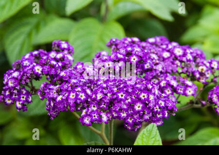 Heliotrop Pflanzen in voller Blüte mit blauen Blumen Stockfoto