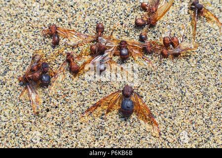 Winged männlichen Drone Blattschneiderameisen, Makro Nahaufnahme, sterben am Strand nach der Paarung Flug mit Königin in Puerto Vallarta, Mexiko. Wissenschaftlicher Name Atta Stockfoto