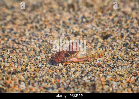 Winged männlichen Drone Blattschneiderameisen, Makro Nahaufnahme, sterben am Strand nach der Paarung Flug mit Königin in Puerto Vallarta, Mexiko. Wissenschaftlicher Name Atta Stockfoto