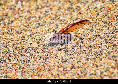 Winged männlichen Drone Blattschneiderameisen, Makro Nahaufnahme, sterben am Strand nach der Paarung Flug mit Königin in Puerto Vallarta, Mexiko. Wissenschaftlicher Name Atta Stockfoto