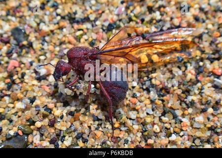 Winged männlichen Drone Blattschneiderameisen, Makro Nahaufnahme, sterben am Strand nach der Paarung Flug mit Königin in Puerto Vallarta, Mexiko. Wissenschaftlicher Name Atta Stockfoto