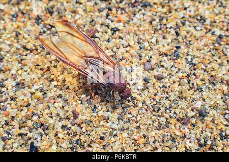 Winged männlichen Drone Blattschneiderameisen, Makro Nahaufnahme, sterben am Strand nach der Paarung Flug mit Königin in Puerto Vallarta, Mexiko. Wissenschaftlicher Name Atta Stockfoto