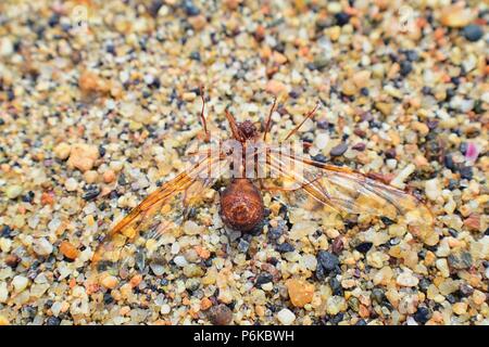 Winged männlichen Drone Blattschneiderameisen, Makro Nahaufnahme, sterben am Strand nach der Paarung Flug mit Königin in Puerto Vallarta, Mexiko. Wissenschaftlicher Name Atta Stockfoto