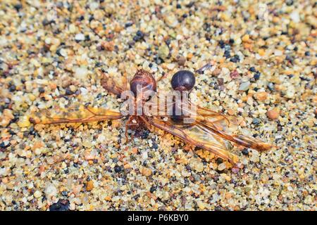 Winged männlichen Drone Blattschneiderameisen, Makro Nahaufnahme, sterben am Strand nach der Paarung Flug mit Königin in Puerto Vallarta, Mexiko. Wissenschaftlicher Name Atta Stockfoto