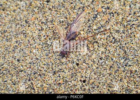 Winged männlichen Drone Blattschneiderameisen, Makro Nahaufnahme, sterben am Strand nach der Paarung Flug mit Königin in Puerto Vallarta, Mexiko. Wissenschaftlicher Name Atta Stockfoto